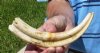 Single Warthog Tusk, Warthog Ivory for Carving 9 inches, .35 lbs (You are buying the tusk shown) for $22.00