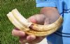 Single Warthog Tusk, Warthog Ivory for Carving 9-1/4 inches, .40 lbs (You are buying the tusk shown) for $25.00