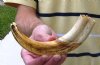 Single Warthog Tusk, Warthog Ivory for Carving 9-3/4 inches, .45 lbs (You are buying the tusk shown) for $28.00