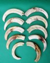 10 Wholesale Warthog Ivory Tusks 9 inches around the curve weighing a total of 3.70 pounds (You are buying these tusks) for $210.00