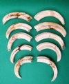10 Wholesale Warthog Ivory Tusks 8 inches around the curve weighing a total of 3.30 pounds (You are buying these tusks) for $185.00
