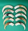 10 Wholesale Warthog Ivory Tusks 9 inches around the curve weighing a total of 3.80 pounds (You are buying these tusks) for $215.00