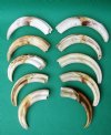 10 Wholesale Warthog Ivory Tusks 9 inches around the curve weighing a total of 3.40 pounds (You are buying these tusks) for $190.00