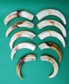 10 Wholesale Warthog Ivory Tusks 8 inches around the curve weighing a total of 2.85 pounds (You are buying these tusks) for $160.00
