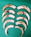 10 Wholesale Warthog Ivory Tusks 9 inches around the curve weighing a total of 3.75 pounds (You are buying these tusks) for $210.00