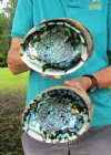 Two piece green abalone shells, 7-1/4 and 7-1/2 inches (You are buying the two abalone shells pictured) for $10.00 each