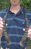Matching Pair Blesbok Horns 13 inches long (You are buying the matching pair pictured) for $12.50 each