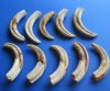 10 Warthog Tusks, ivory for carving 8 inches around the curve 3.15 lbs (You are buying the tusks shown for $180.00)