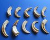 10 Warthog Tusks, ivory for carving 5 inches around the curve 1 lbs (You are buying the tusks shown for $60.00)