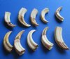 10 Warthog Tusks, ivory for carving 5 inches around the curve .95 lbs (You are buying the tusks shown for $55.00)