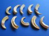 10 Warthog Tusks, ivory for carving 5 inches around the curve 1 lbs (You are buying the tusks shown for $60.00)