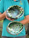 Two piece green abalone shells, 7-1/2 and 7-3/4 inches (You are buying the two abalone shells pictured) for $10.00 each