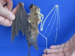 Half Skeleton/Half Mummy Diadem Leaf Nosed bat with wings open, measuring 6 inches tall for $65