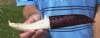 9-1/2 inch Alligator Carved Jaw Bone Knife with sheath hand crafted out of a real alligator's jaw bone (You are buying the knife shown) for $17.00