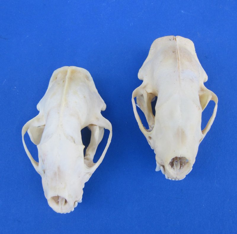 Two North American Skunk Skulls
