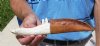 8-3/4 inch Alligator Carved Jaw Bone Knife with sheath hand crafted out of a real alligator's jaw bone for $17.00