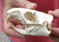 North American Groundhog Skull (Woodchuck) measuring 3-3/4 inches long and 2-1/2 inches wide for $30