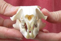 North American Groundhog Skull (Woodchuck) measuring 3-1/2 inches long and 2-1/4 inches wide for $30