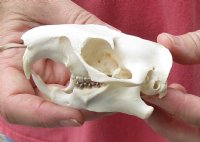 North American Groundhog Skull (Woodchuck) measuring 3-1/2 inches long and 2-1/4 inches wide for $30