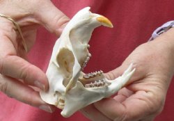 North American Groundhog Skull (Woodchuck) measuring 3-1/2 inches long and 2-1/2 inches wide for $30