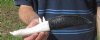 9 inch Alligator Carved Jaw Bone Knife with sheath hand crafted out of a real alligator's jaw bone (You are buying the knife shown) for $17.00
