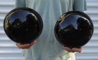 2 pc lot of Polished Ox Horn, Cow Horn bowls measuring 8 inches long Buy Now for $35/lot 
