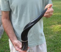Polished Kudu horn for sale measuring 20 inches, for making a shofar for $43