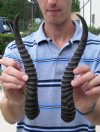 Matching Pair Male Springbok Horns 11-1/4 inches long (You are buying the matching pair shown) for $9.50 each