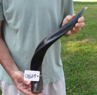 Polished Kudu horn for sale measuring 22-1/2 inches, for making a shofar for $43