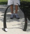 32 inch Pair of Water Buffalo Horns, two horns (This is the pair of water buffalo horns you are buying) for 25.00 each