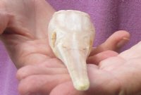 A-Grade 9 inch by 1-3/4 inch longnose gar skull (Lepisosteus osseus) for $70