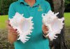 Two Ramose Murex Shells, Giant Murex, 7-3/4 inches (You are buying the two murex shells shown) for $10.00 each.