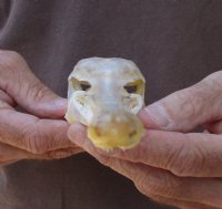 12-3/4 inch by 2-1/4 inch longnose gar skull (Lepisosteus osseus) for $60.00
