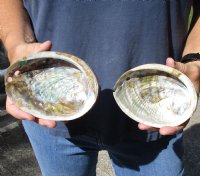 2 pc lot of Polished green abalone shells measuring 5 inches for $33/lot 