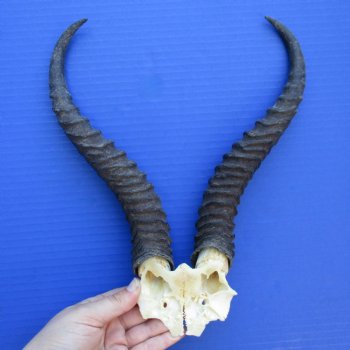 Male Springbok Skull Plate with 11-1/2" & 12" Horns - $20