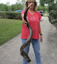 Polished Kudu horn for sale measuring 45 inches, for making a shofar for $150 
