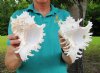 Two Ramose Murex Shells, Giant Murex, 7-1/2 and 7-3/4 inches (You are buying the two murex shells shown) for $10.00 each.