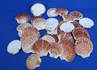 Wholesale Irish Flat Shells Great Scallop 3 inches to 4 inches - 25 pcs @ $.45 each