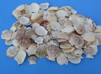 Wholesale Pecten Radula shells measuring 2 inch to 3-1/4 inch - 2 kilos per bag @ $1.50 kilo ($3/bag) 
