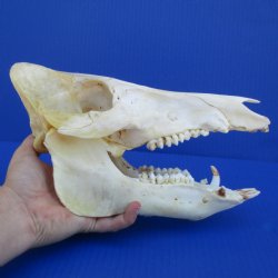 10" Wild Boar Skull - $40