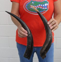 2 piece lot of Polished Kudu horns for sale measuring 18-19 inches, for making a shofar for $80/lot