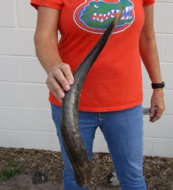 Polished Kudu horn for sale measuring 23 inches, for making a shofar for $43