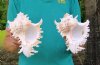 Two Ramose Murex Shells, Giant Murex, 7-1/4 and 7-3/4 inches (You are buying the two murex shells shown) for $10.00 each.