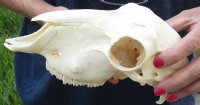 Domesticated sheep skull without horns (These sheep do not grow horns) from India 9 inches long for $65