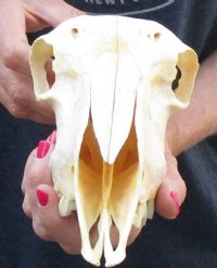 Domesticated sheep skull without horns (These sheep do not grow horns) from India 9-1/4 inches long for $65