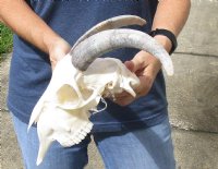 A-Grade Goat skull for sale horns 10 inches and skull 9" for $125