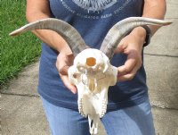 A-Grade Goat skull for sale horns 10 inches and skull 9" for $125