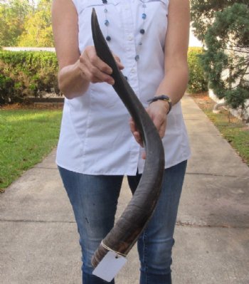 Polished Kudu horn for sale measuring 28 inches, for making a shofar for $57
