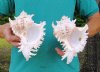 Two Ramose Murex Shells, Giant Murex, 7-1/2 inches (You are buying the two murex shells shown) for $10.00 each.