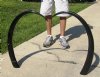 40 inch Pair Of Polished Water Buffalo Horns (You are buying the two horns shown) for $35.00 each